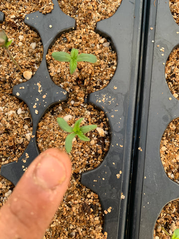 Cannabis seedlings in organic soil