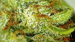 Clear Trichomes 