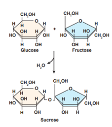Hydrolysis of monosaccharides Fructose and Glucose to a disaccharide  