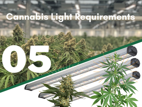 Lesson 05: Cannabis Light Requirements