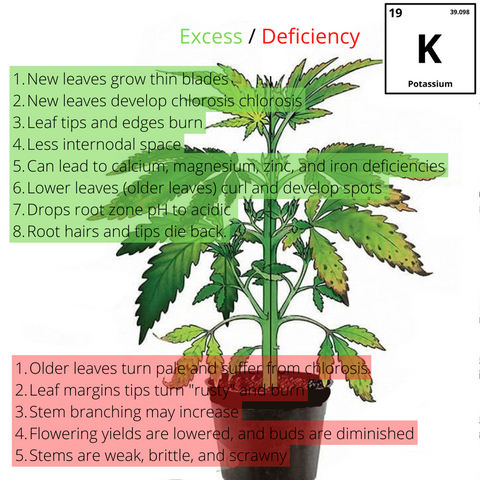 Potassium excesses and deficiencies in a Cannabis plant