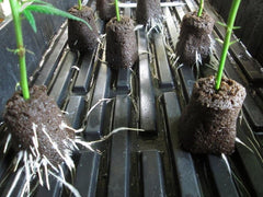 Vegetative Cannabis Cuttings Rooting through soil media