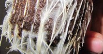 White fuzz of the mycorrhizae around the roots of a cannabis plant host in living soil.