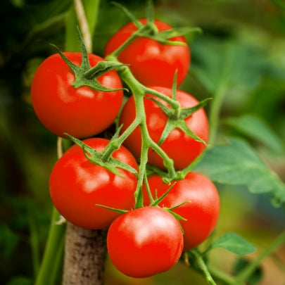 Comanche Compost 6 TIPS FOR LARGER, MORE COLORFUL YIELDS - Comanche Compost